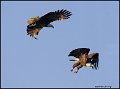 _0SB8859 american bald eagles